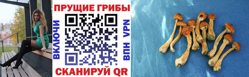МЕГА зеркало  Нальчик  Галлюциногенные грибы GOLDEN TEACHER  купить наркотики сайты 